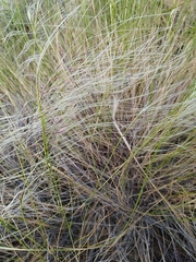 Stipa neaei