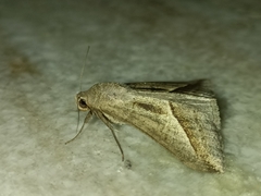 Mocis frugalis