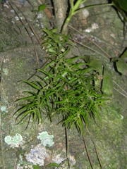 Phlegmariurus linifolius