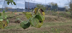 Cercis canadensis