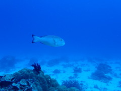 Monotaxis grandoculis