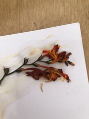 Crocosmia