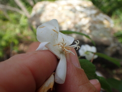 Dombeya tiliacea