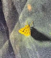 Fritillerinnys clathraria