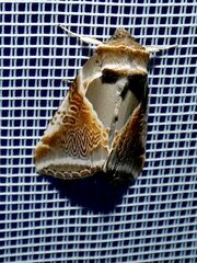 Habrosyne pyritoides