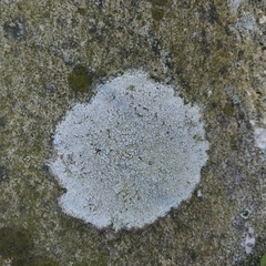 Circinaria caesiocinerea