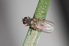Fannia canicularis