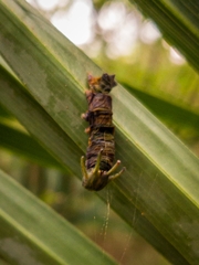 Polyura