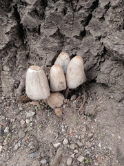 Coprinellus saccharinus