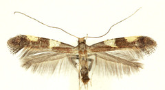 Caloptilia umbratella