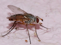 Fischeria bicolor