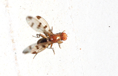 Geomyza tripunctata