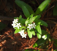 Lithospermum distichum