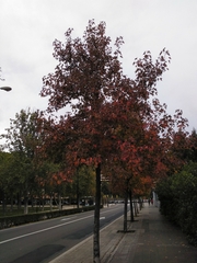 Liquidambar orientalis