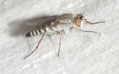Therevidae