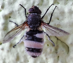 Entomophthora