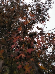 Liquidambar orientalis