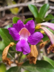 Golden Trumpet (Saritaea magnifica)