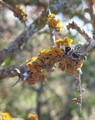 Teloschistes puber