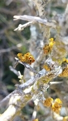 Teloschistes puber
