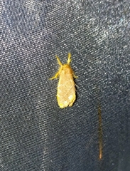 Orvasca subnotata