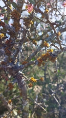 Teloschistes puber
