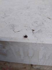 Tuberolachnus salignus