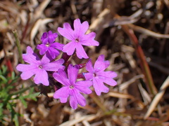 Glandularia aristigera