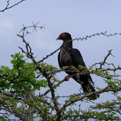 Patagioenas squamosa
