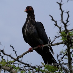 Patagioenas squamosa