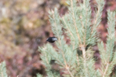 Turdus torquatus amicorum