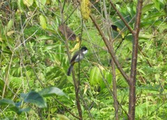 Pycnonotus xanthorrhous