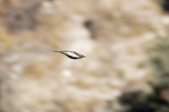 Turdus torquatus amicorum