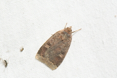 Diarsia