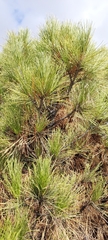 Pinus brutia eldarica