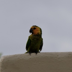 Eupsittula pertinax xanthogenia