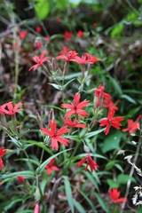 Silene virginica
