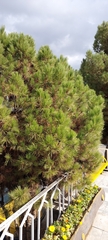 Pinus brutia eldarica