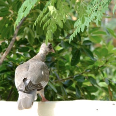 Patagioenas corensis