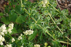Galium album