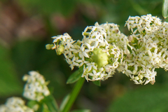 Aceria galiobia