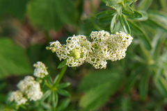 Galium album