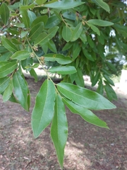 Diospyros mespiliformis