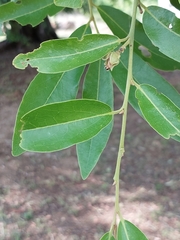 Diospyros mespiliformis