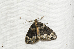 Ecliptopera silaceata