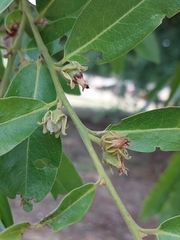 Diospyros mespiliformis