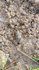 Leptodactylus albilabris