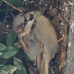 Passer domesticus