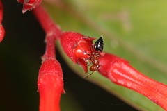 Crematogaster laeviuscula