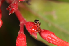 Crematogaster laeviuscula